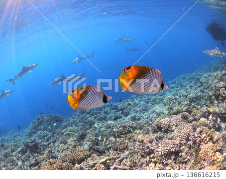 タヒチのラグーンでシュノーケリング&体験ダイビング サンゴ礁と熱帯魚の楽園水中世界(ファカラバ) タヒチのラグーンでシュノーケリング&体験ダイビング サンゴ礁と熱帯魚の楽園水中世界(ファカラバ) 136616215