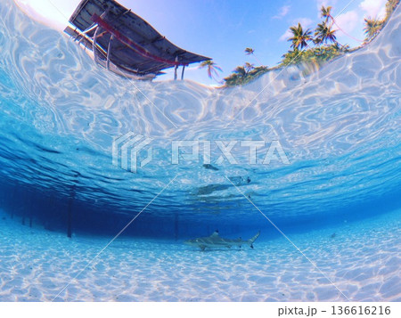 タヒチの海 透明度抜群のラグーンで楽しむシュノーケルとダイビングの水中風景|サメ天国(ファカラバ) タヒチの海 透明度抜群のラグーンで楽しむシュノーケルとダイビングの水中風景|サメ天国(ファカラバ) 136616216