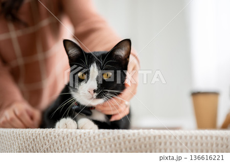 Close up of black white cat sitting lying on table and a person rubbing fur in a living room or cafe Close up of black white cat sitting lying on table and a person rubbing fur in a living room or cafe 136616221