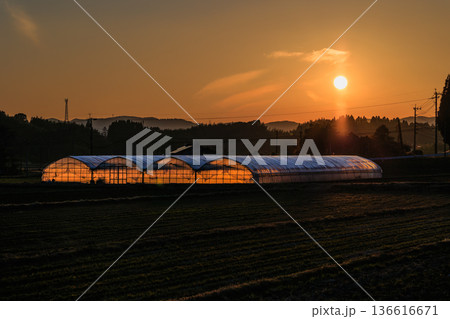 夕日とビニールハウス 夕日とビニールハウス 136616671