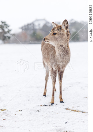 雪の積もる奈良公園の鹿 136616683