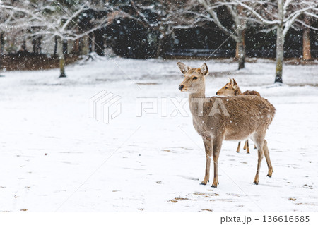 雪が舞う奈良公園と鹿 136616685