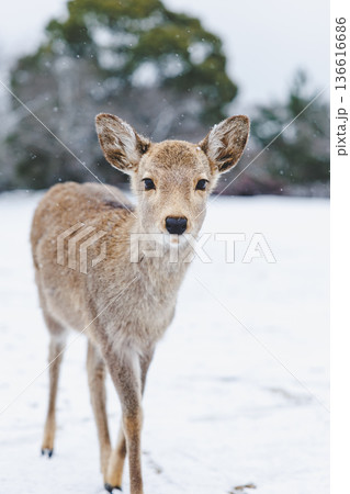 雪降る奈良公園 136616686