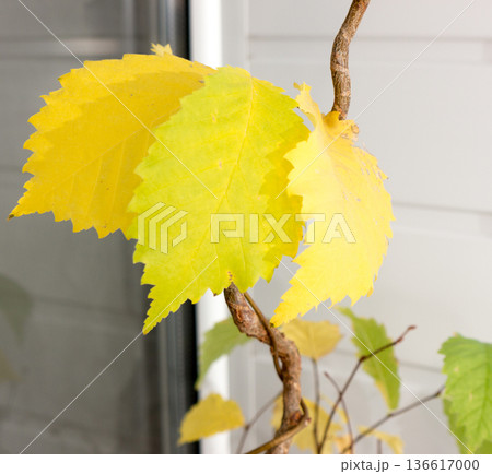 Elms leafs. 136617000