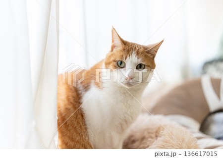窓辺でくつろぐ猫　茶トラ白 136617015