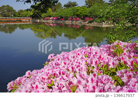 九華公園のつつじ《三重県 桑名市》 136617037