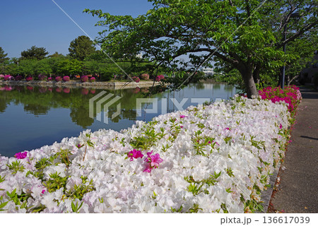 九華公園のつつじ《三重県 桑名市》 136617039
