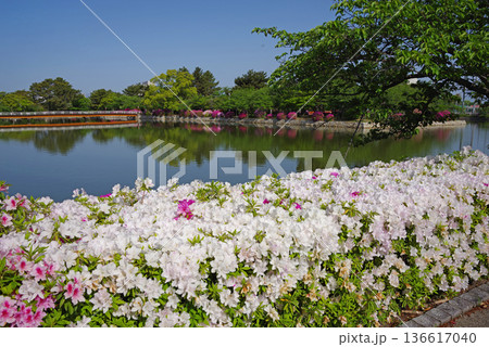 九華公園のつつじ《三重県 桑名市》 136617040