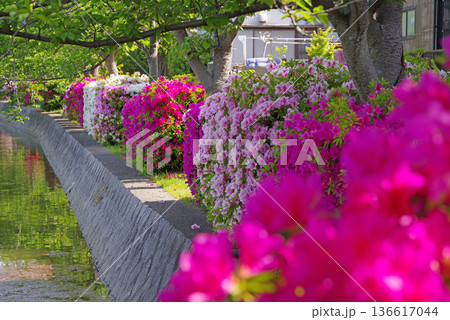 九華公園のつつじ《三重県 桑名市》 136617044