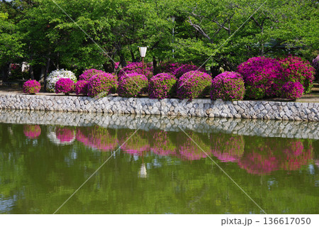 九華公園のつつじ《三重県 桑名市》 136617050