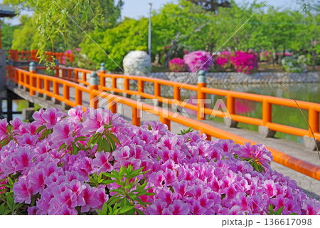 九華公園のつつじ《三重県 桑名市》 九華公園のつつじ《三重県 桑名市》 136617098
