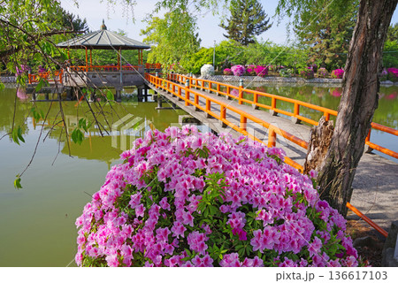 九華公園のつつじ《三重県 桑名市》 136617103