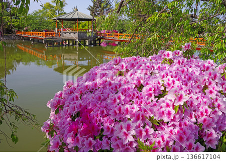 九華公園のつつじ《三重県 桑名市》 九華公園のつつじ《三重県 桑名市》 136617104