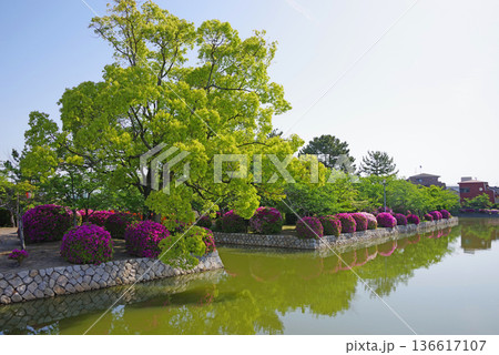 九華公園のつつじと新緑《三重県 桑名市》 九華公園のつつじと新緑《三重県 桑名市》 136617107