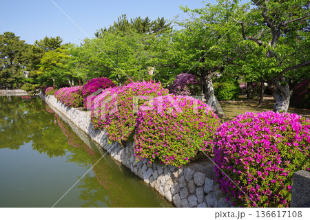 九華公園のつつじ《三重県 桑名市》 九華公園のつつじ《三重県 桑名市》 136617108