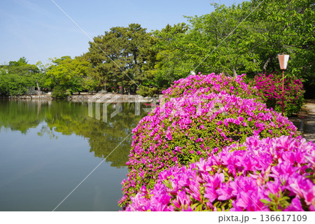 九華公園のつつじ《三重県 桑名市》 九華公園のつつじ《三重県 桑名市》 136617109