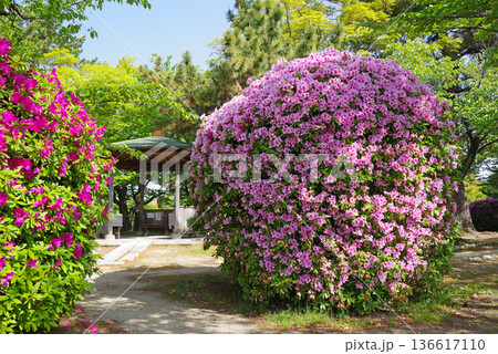 九華公園のつつじ《三重県 桑名市》 136617110
