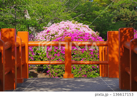九華公園のつつじ《三重県 桑名市》 九華公園のつつじ《三重県 桑名市》 136617153