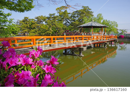 九華公園のつつじ《三重県 桑名市》 136617160