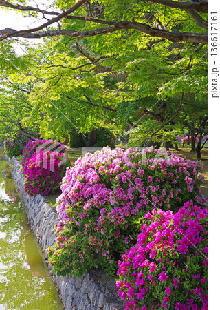 九華公園のつつじ《三重県 桑名市》 136617161