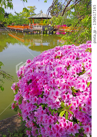 九華公園のつつじ《三重県 桑名市》 九華公園のつつじ《三重県 桑名市》 136617165