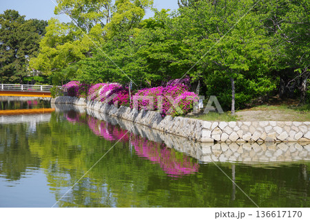 九華公園のつつじ《三重県 桑名市》 136617170