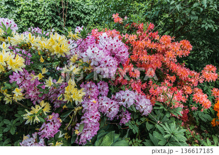 Bush of delicate yellow and pink flowers of azalea or Rhododendron plant in a sunny spring day 136617185