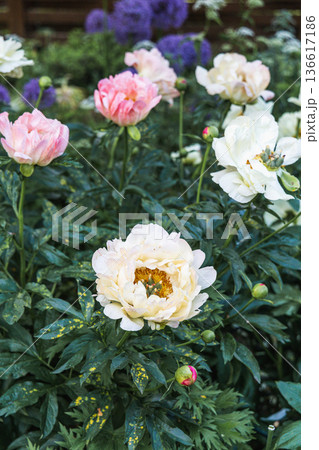 Herbaceous Peonies Pink Hawaiian Coral in flower  136617186