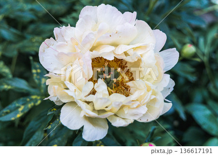 Herbaceous Peonies Pink Hawaiian Coral in flower Herbaceous Peonies Pink Hawaiian Coral in flower 136617191