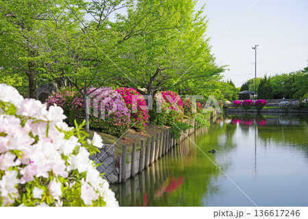 九華公園のつつじと新緑《三重県 桑名市》 136617246