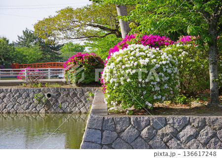 九華公園のつつじ《三重県 桑名市》 九華公園のつつじ《三重県 桑名市》 136617248