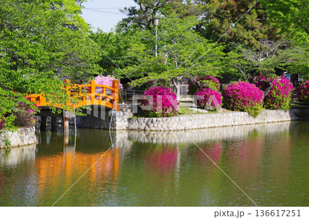 九華公園のつつじ《三重県 桑名市》 136617251