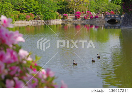九華公園のつつじ《三重県 桑名市》 九華公園のつつじ《三重県 桑名市》 136617254