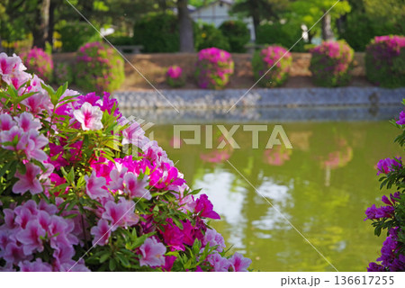 九華公園のつつじ《三重県 桑名市》 136617255