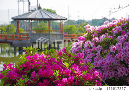 九華公園のつつじ《三重県 桑名市》 九華公園のつつじ《三重県 桑名市》 136617257
