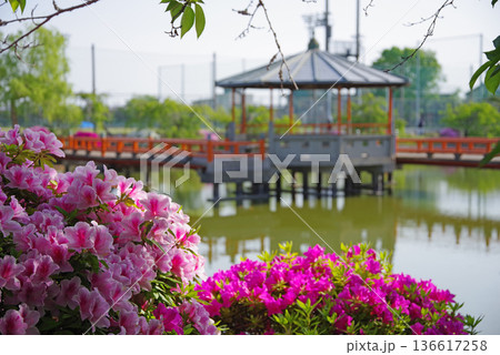 九華公園のつつじ《三重県 桑名市》 136617258