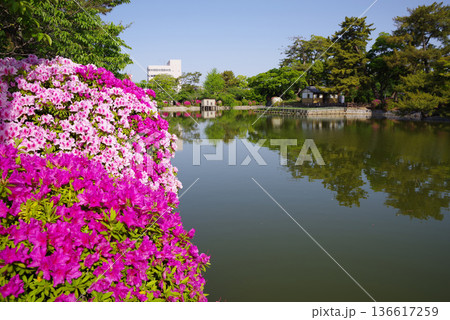 九華公園のつつじ《三重県 桑名市》 136617259