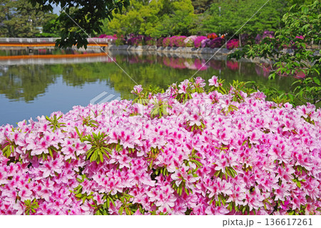 九華公園のつつじ《三重県 桑名市》 136617261
