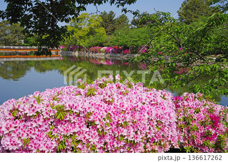 九華公園のつつじ《三重県 桑名市》 136617262
