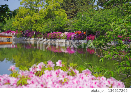 九華公園のつつじ《三重県 桑名市》 136617263