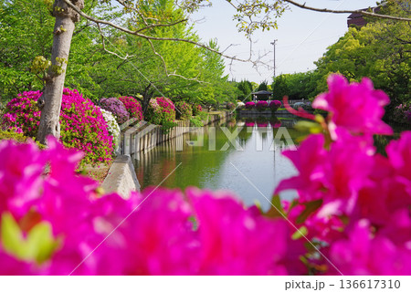 九華公園のつつじ《三重県 桑名市》 九華公園のつつじ《三重県 桑名市》 136617310