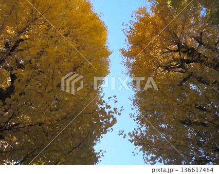 青空と紅葉したイチョウ 青空と紅葉したイチョウ 136617484