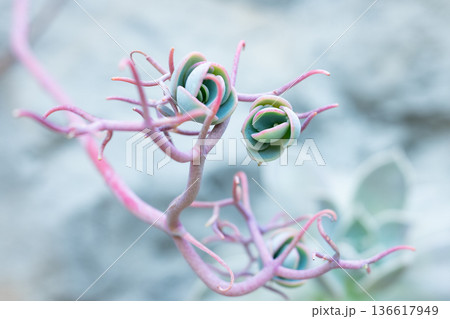 緑とピンクのパステルカラーの多肉植物 136617949