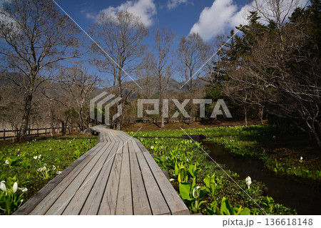 ミズバショウの咲く早春の箱根湿生花園 136618148