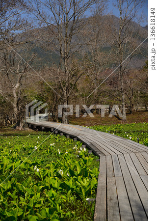 ミズバショウの咲く早春の箱根湿生花園 136618149