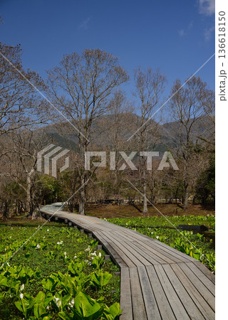 ミズバショウの咲く早春の箱根湿生花園 ミズバショウの咲く早春の箱根湿生花園 136618150