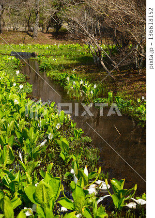 ミズバショウの咲く早春の箱根湿生花園 136618152