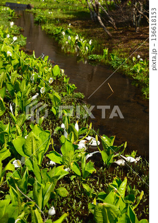 ミズバショウの咲く早春の箱根湿生花園 ミズバショウの咲く早春の箱根湿生花園 136618153