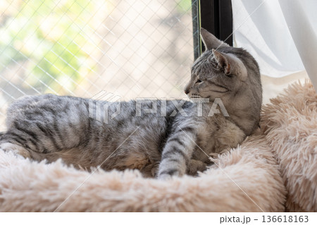 くつろぐ猫　サバトラ猫 136618163