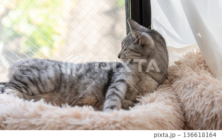 くつろぐ猫 サバトラ猫 くつろぐ猫 サバトラ猫 136618164